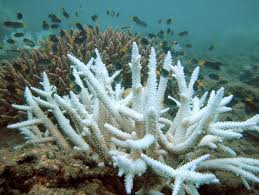 PNUMA: Cambio climático causará blanqueamiento coralino anual