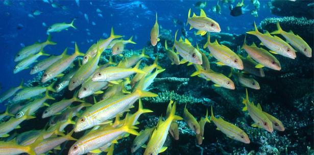 Las decisiones que adoptemos ahora son fundamentales para el futuro de los océanos y la criosfera