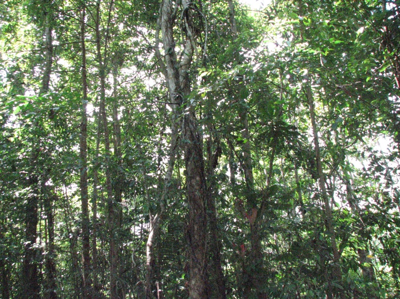 How to minimize exposure of a financial institution to the risks associated to deforestation? by Alejandra Cámara, GENESIS director