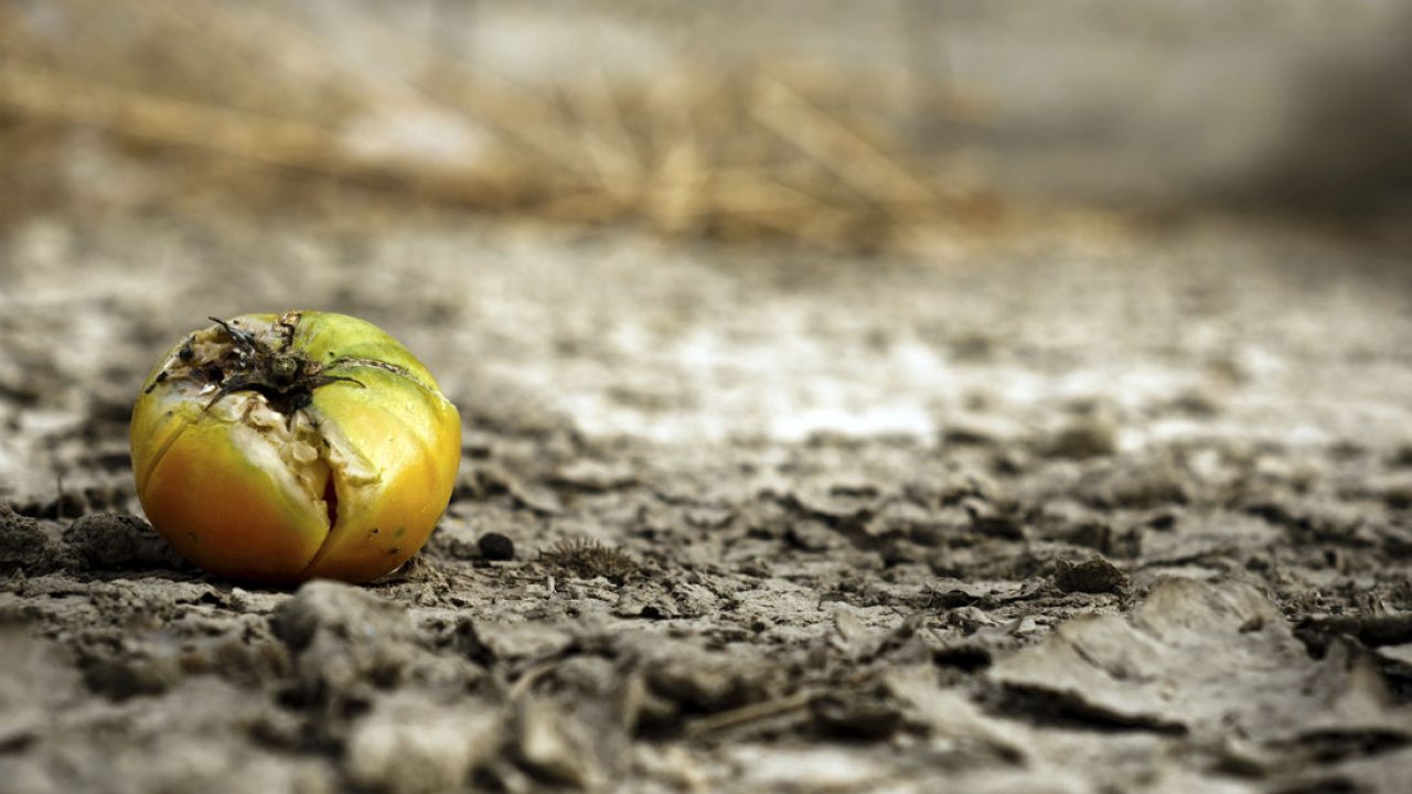 Cambio climático: una lucha que pide ser cada vez más inclusiva