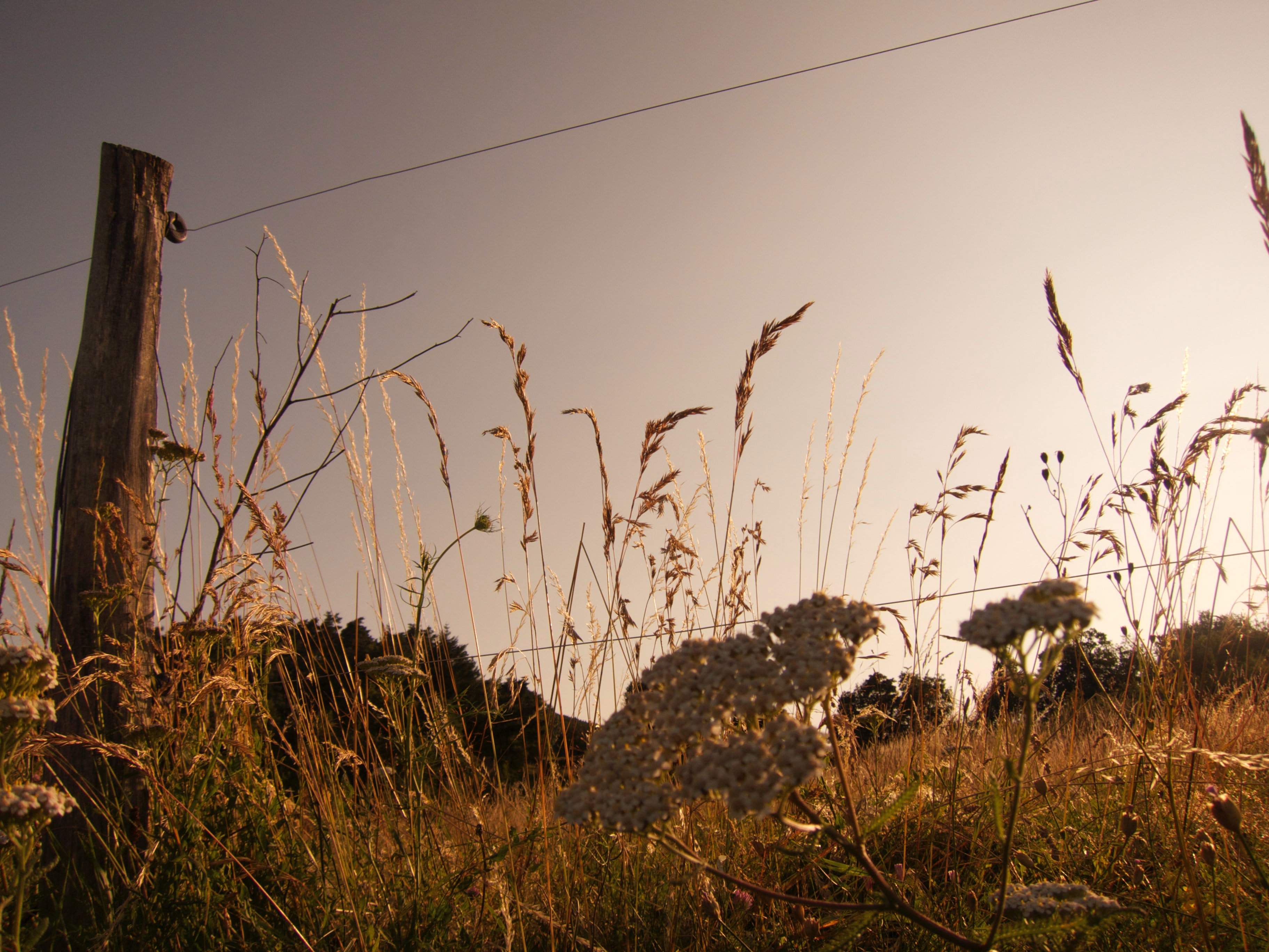 Scaling Up Low Carbon Commodities in Argentina