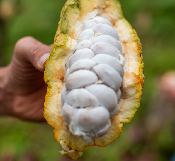 Parametric Insurance for Cocoa Farmers in Santander, Colombia with CCFV