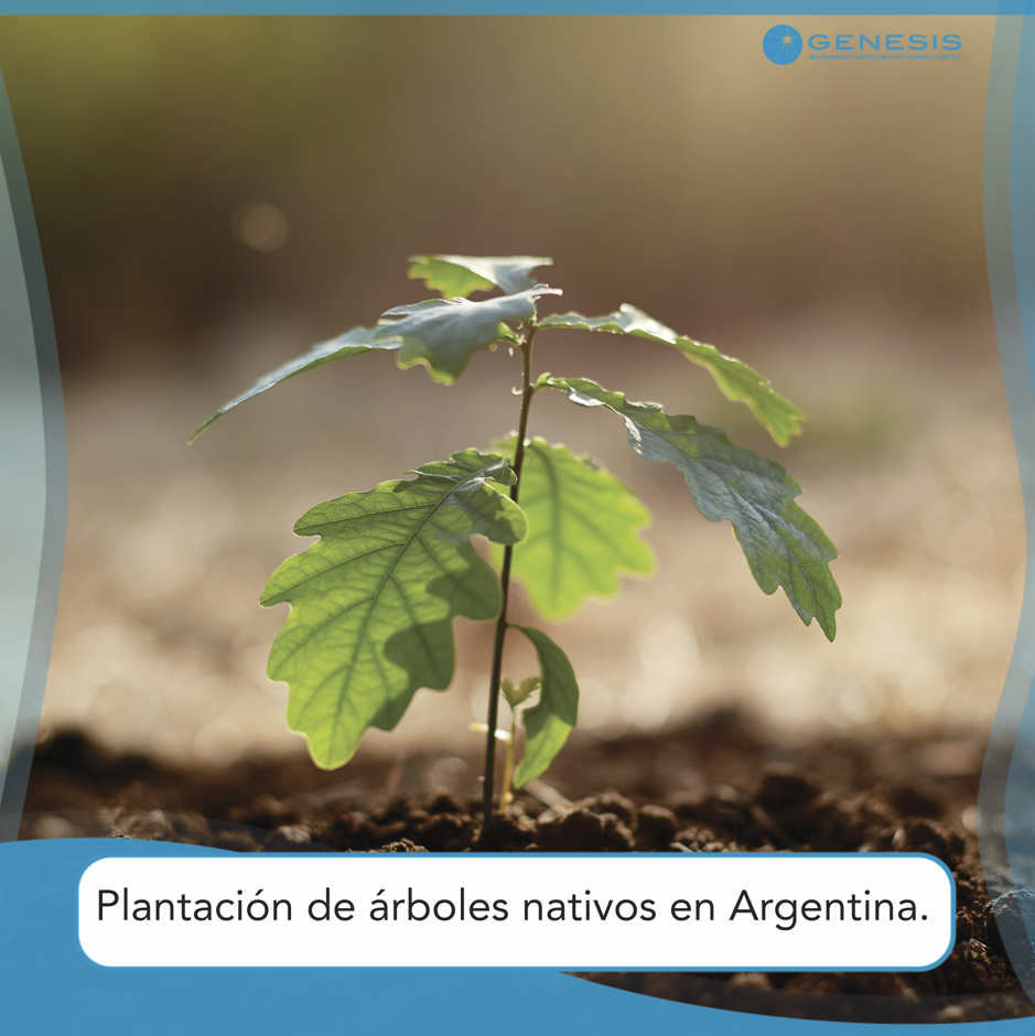 Plantacion de Arboles Nativos en Argentina