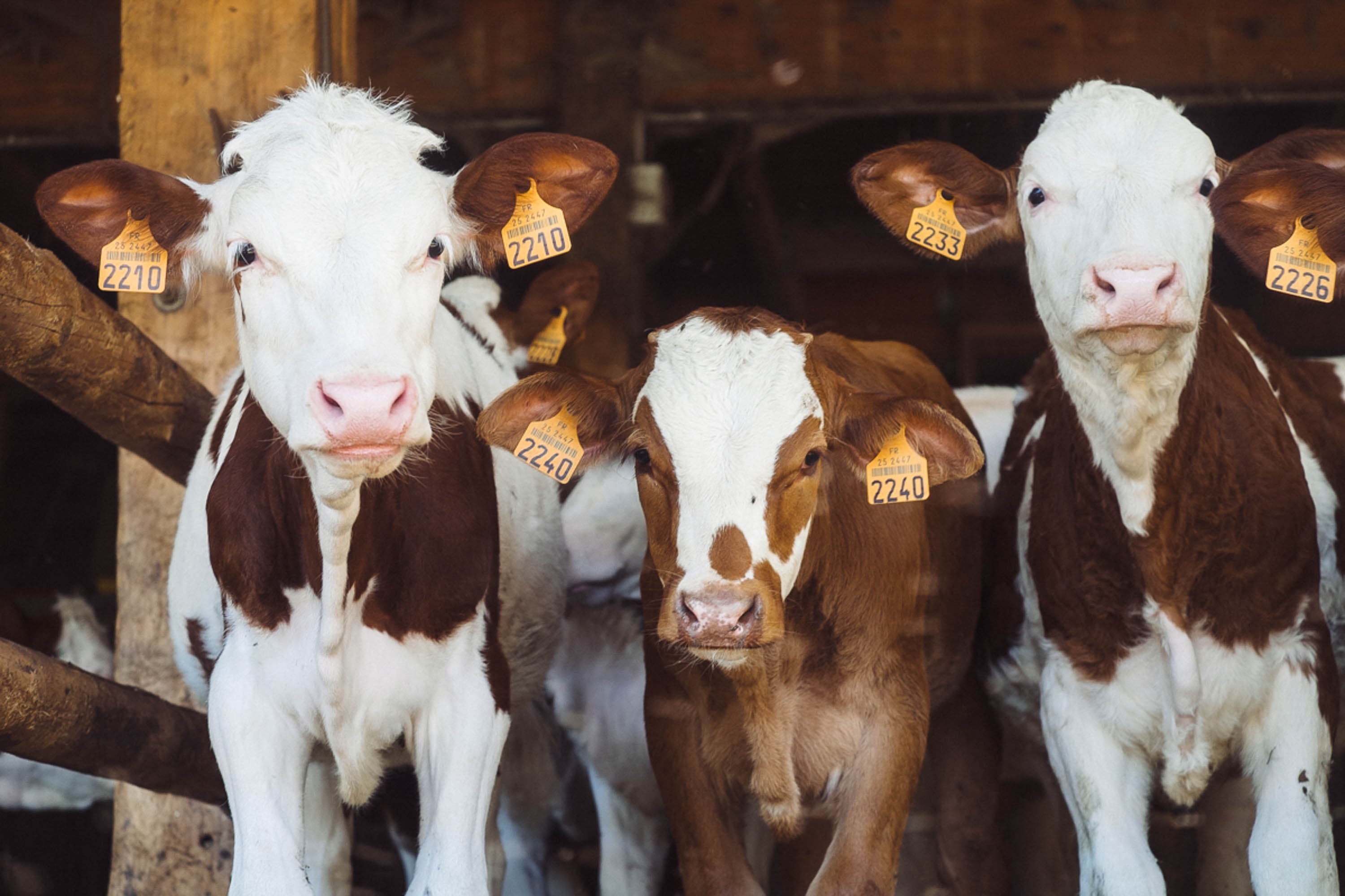 TRAZABILIDAD DE CARNE Y CUERO BOVINO LIBRE DE DEFORESTACIÓN EN ARGENTINA